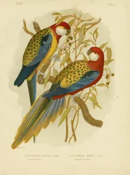 Rosella-Sittich oder Östlicher Rosella, 1891